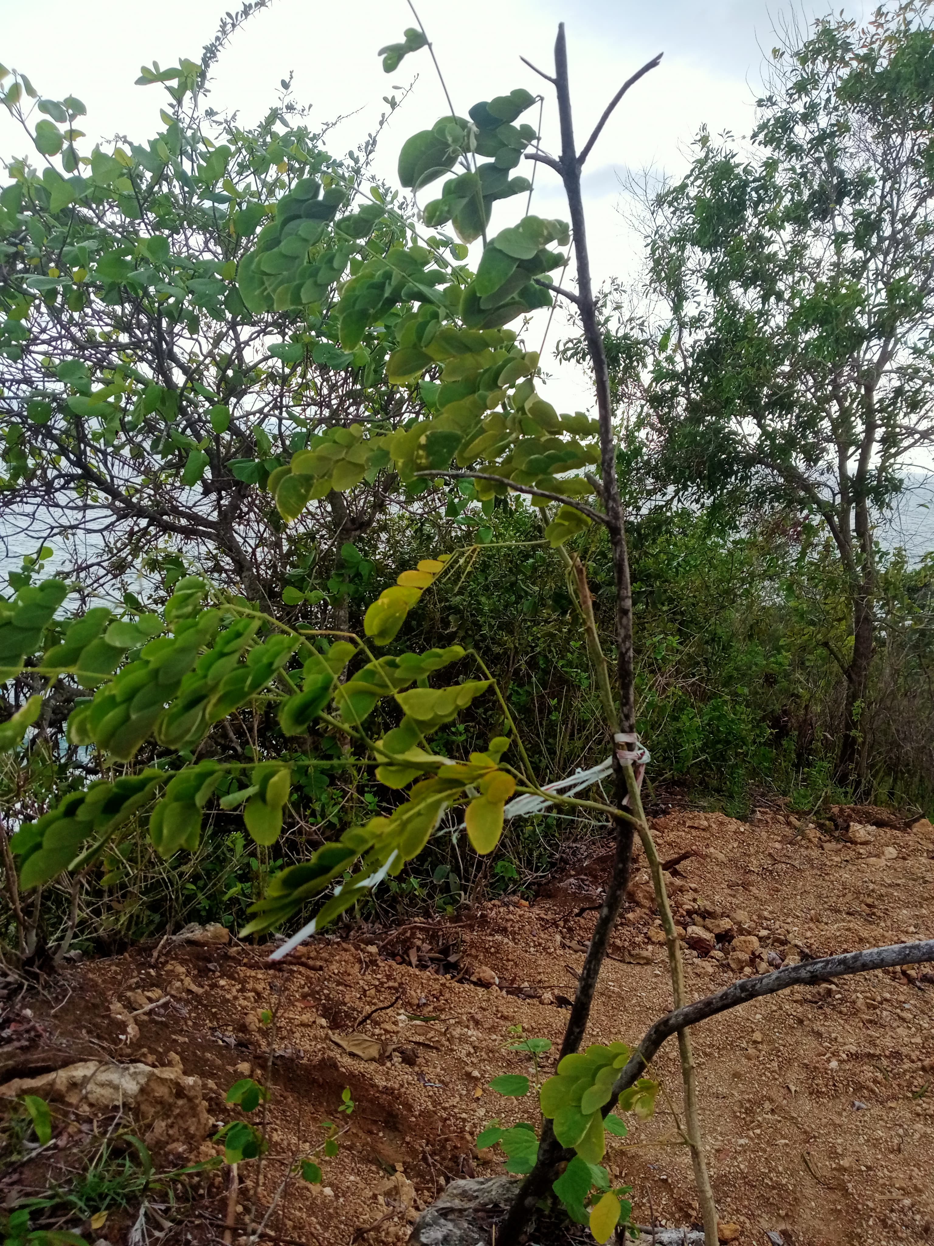 Agroforestry Tebu & Jagung